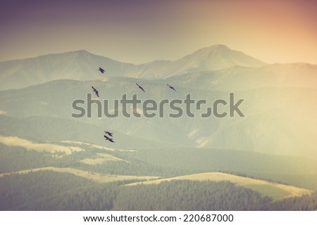 Flock of birds soaring in the mountains. Autumn landscape.Filtered image:cross processed vintage effect.