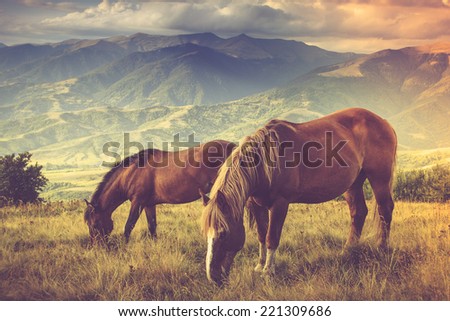 Horses is grazing against mountains.  Autumn landscape. Filtered image:cross processed vintage effect.