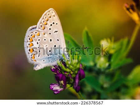Butterfly on a wild flower.Summer nature background. Filtered image: colorful effect.