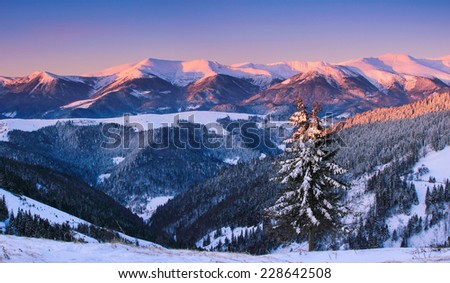 Panoramic view of winter sunrise in the mountain peaks with fir-trees and fresh snow
