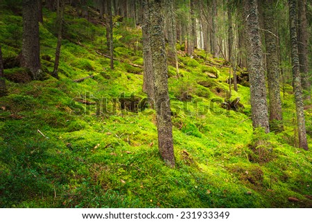 Landscape dense mountain forest and stone path between the roots of trees. Filtered image: colorful effect.