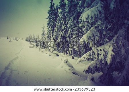 Winter with pine forest. New Year`s landscape. Fresh snow on the trees. Filtered image:cross processed lomo.