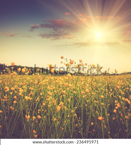 The boundless field and blooming colorful yellow flowers in the sun rays. Filtered image:cross processed vintage effect.