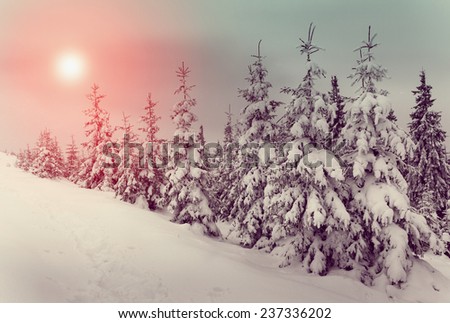 Fantastic landscape glowing by sunlight. Winter with pine forest. New Year`s landscape. Fresh snow on the trees. Retro filter and Instagram toning effect.
