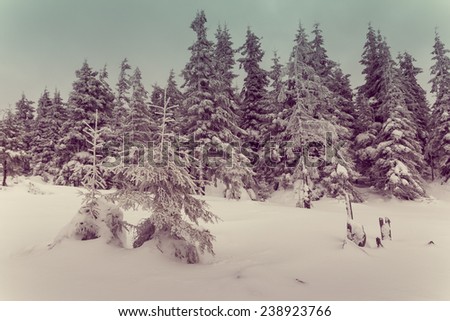 Winter pine mountain forest. New Year`s landscape. Fresh snow on the trees. Retro filter and Instagram toning effect.