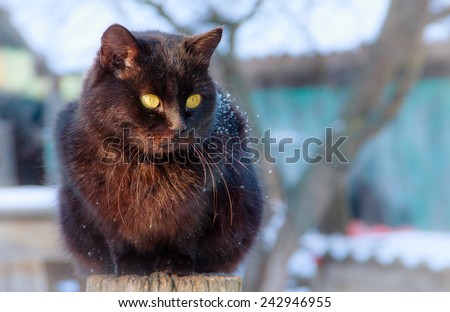 Black cat with yellow eyes on natural background.
