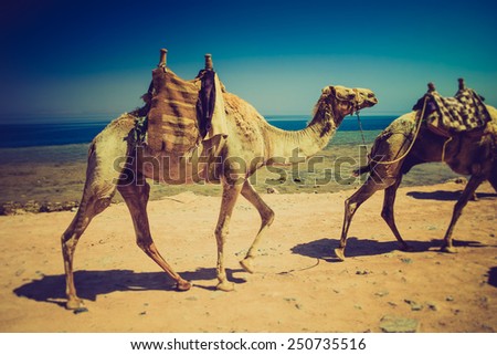 Herd of dromedary camels on the shore of the Red Sea.  Egypt. Filtered image:cross processed lomo effect.