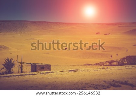 Landscape of the Arabian Desert Life. Fantastic evening glowing by sunlight. Filtered image:cross processed vintage effect.