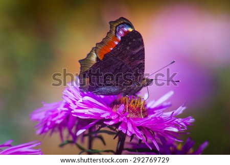 Butterfly closeup on a wild flower. Summer nature background. Filtered image: colorful effect.