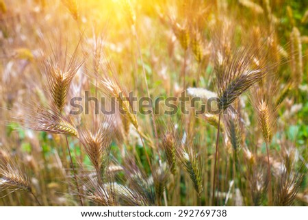 Closeup of a barley ears in summer time at sunshine.