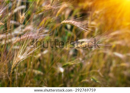 Closeup of a barley ears in summer time at sunshine.