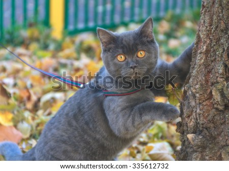 Beautiful portrait of gray scottish cat on a leash walk in the autumn park. Soft focus. Nature background.