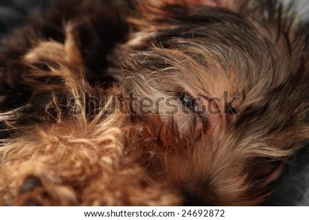 Closeup of Tired Dog Eyes