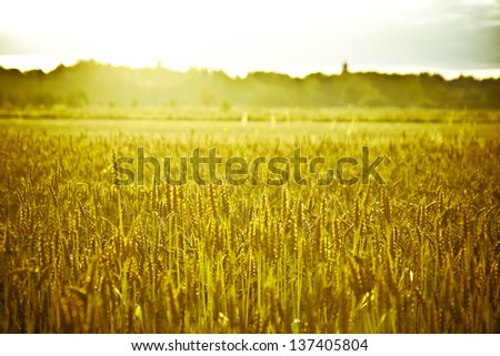 Farm Field with Crop and Wheat On the Morning