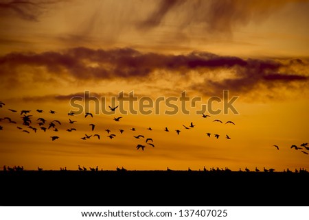 Flock of silhouette birds flying at the orange sunset