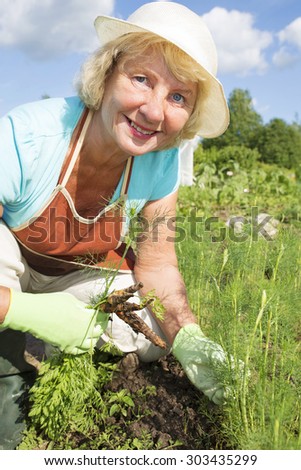 Elder woman harvesting young carrots in the organic vegetable garden