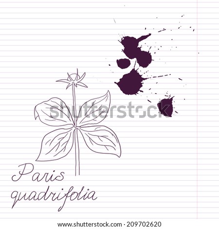 ink drawing herbs with Latin names at lined paper, hand drawn illustration