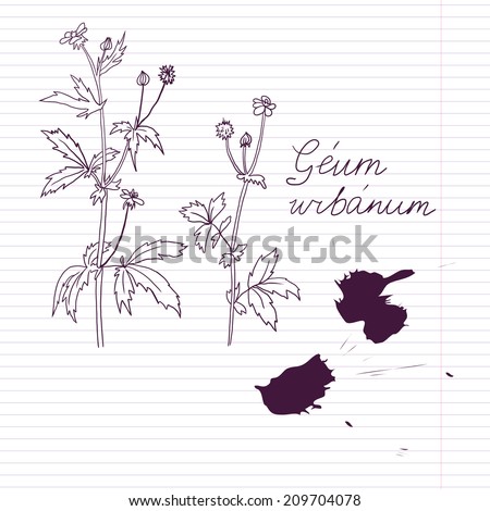 ink drawing herbs with Latin names at lined paper,  hand drawn illustration