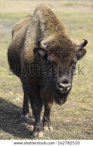 Threatened with extinction flatland European bison in frontal view