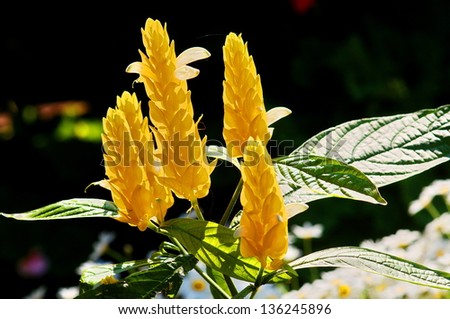 Golden Shrimp Plant (Pachystachys lutea) Lollypops plant