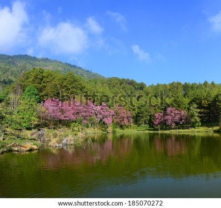 Sakura pink flower(cherry blossom) on mountain with lake in Chiangmai  thailand