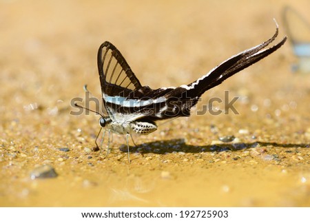 A close-up of  Beauty  butterfly resting on ground