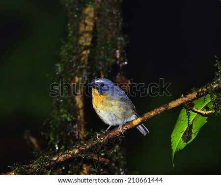 Snowy-browed flycatcher (ficedula hyperythra) fat blue bird rest on branch