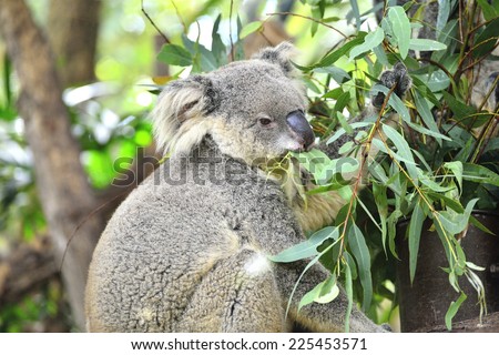 koala eating eucalyptus leaves.