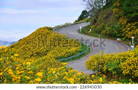 The road curves up the mountain  with Mexican Sunflower Weed Field in north of Thailand.