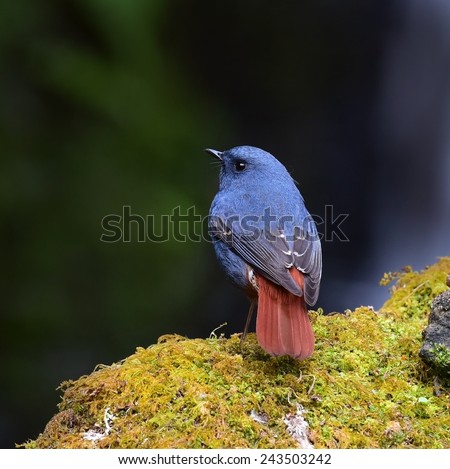 Beautiful male of Plumbeous Redstart, the ball blue bird standing on the mossy rock in the stream