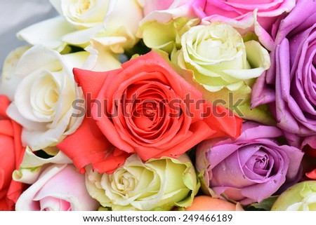 Beauty Roses flowers in a variety of colours