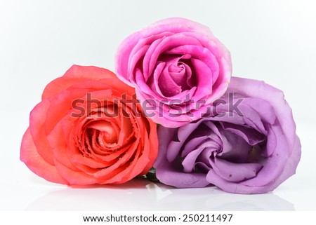 Beauty Roses flowers in a variety of colours