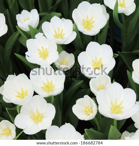 tulip. Beautiful bouquet of tulips