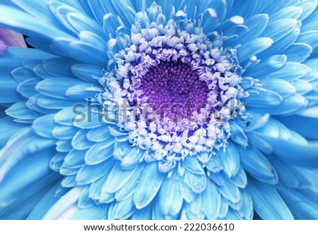 Soft blur background flowers