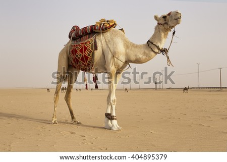 White camel in the middle of kuwait desert