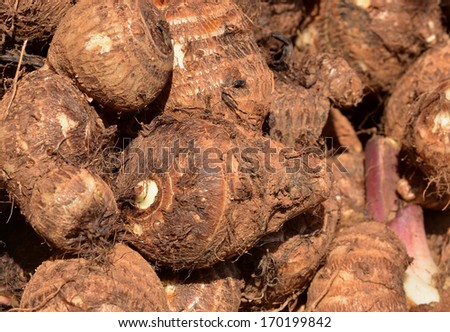 background of fresh taro root