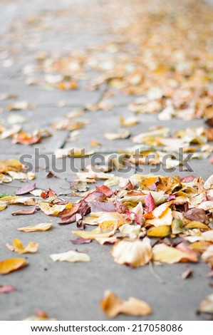 Leaves on the street in autumn