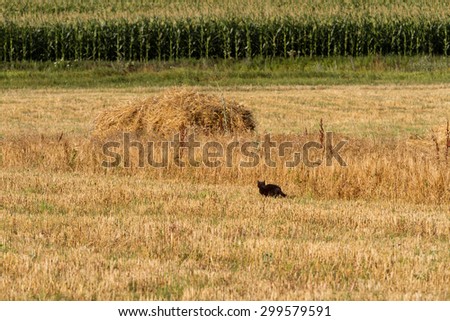 black cat went hunting in a wheat field