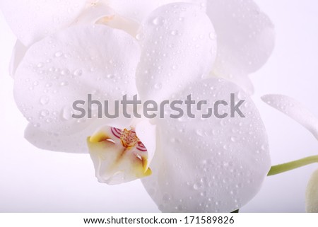white orchid flower with water droplets macro separately on a wh