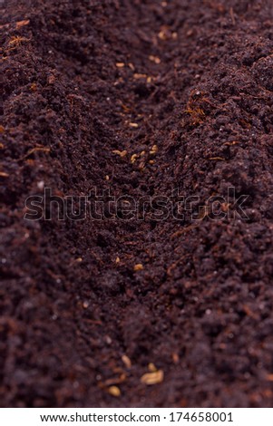 carrot seeds sown in the ground closeup