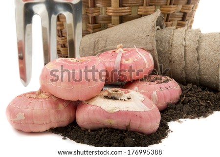 gladiolus bulbs with garden rakes and peat pots on nutrient peat soil for planting on white background