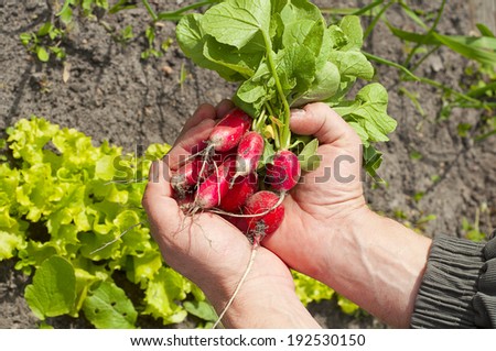 appetizing fresh radishes in hands on background of the vegetable garden