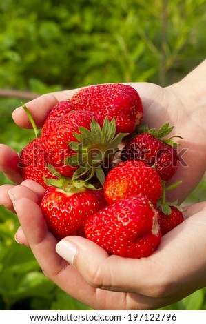 many ripe strawberries in hands closeup