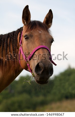 Portrait of a brown quarter horse with a pink harness and with pigtails