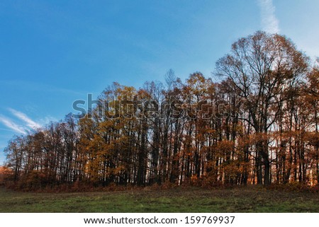 Autumn oak forest with blue sky and green grass