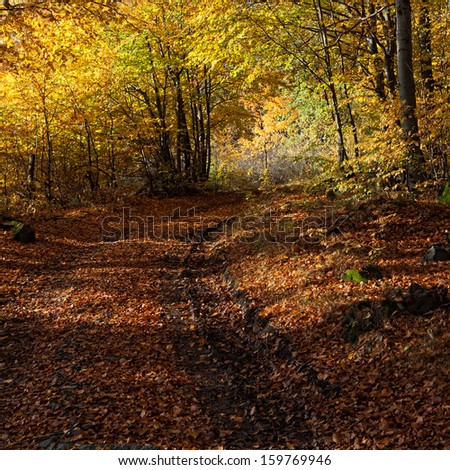 Autumn still life with a forest path with colorful tunnel of trees