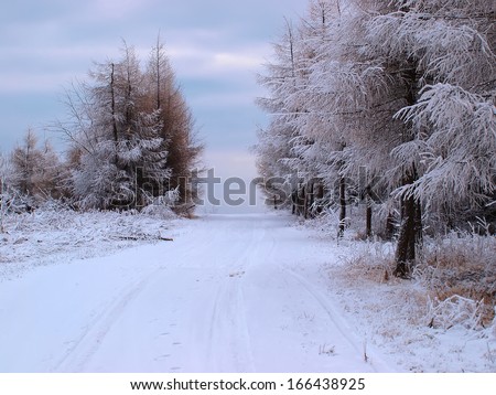 Secluded snowy forest with trees covered with frost