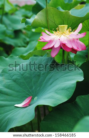 Life Cycle: Lotus Flower and Fallen Petal