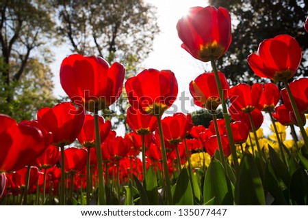 red tulip in sunshine