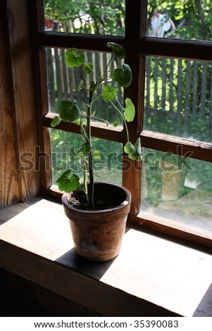Geranium plant on a wooden window sill in a country house